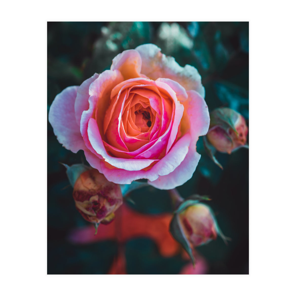 delicate rose (Print Only)