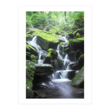 Forest (Print Only) thumbnail