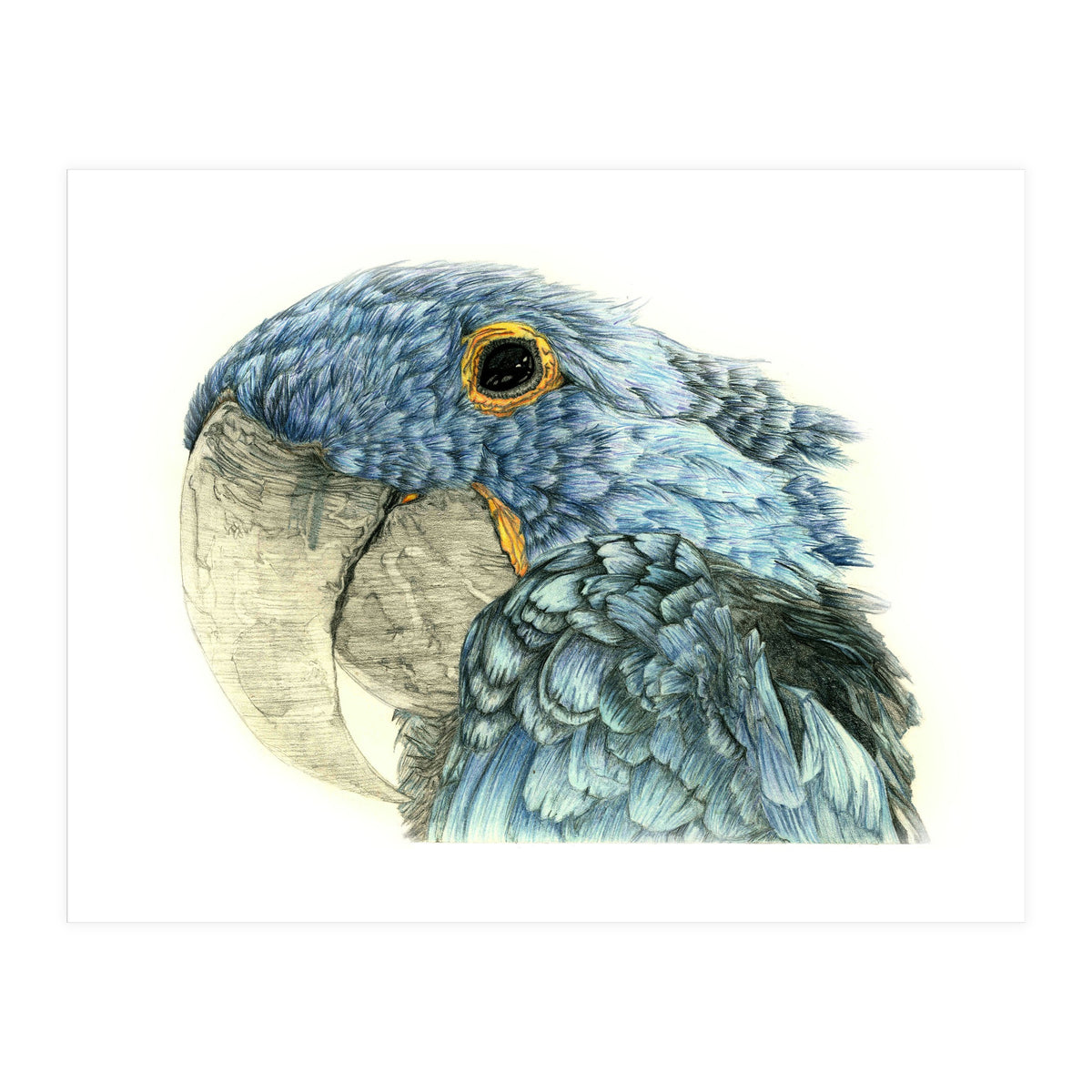 Blue Parrot (Print Only)