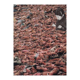 Counting Walrus (Print Only) thumbnail