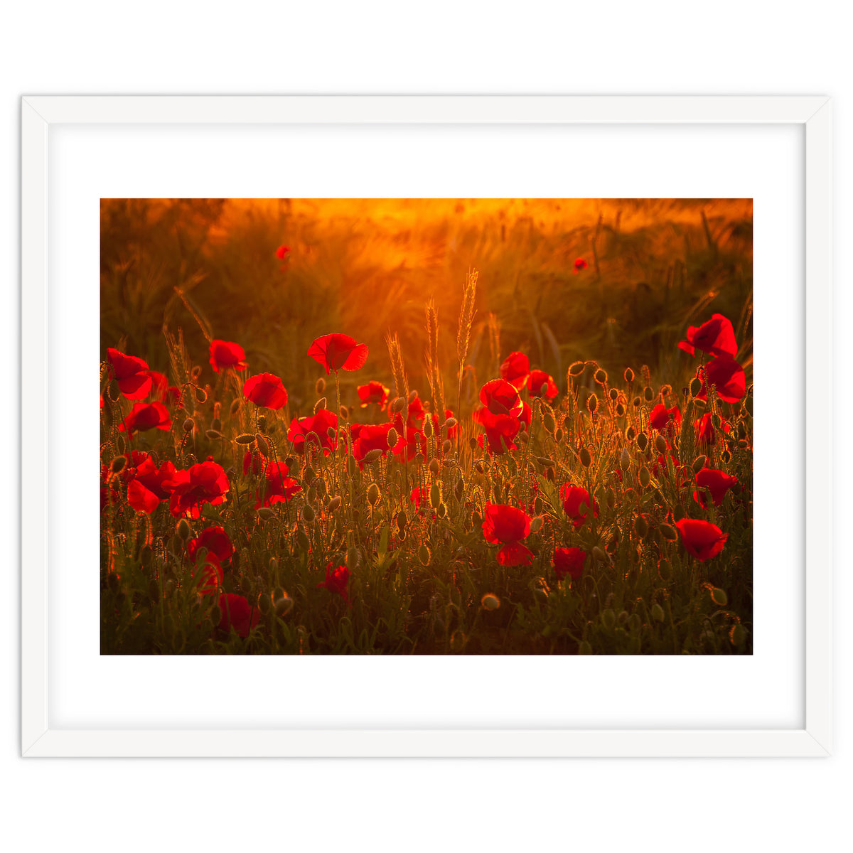 Poppies At Summer (1)