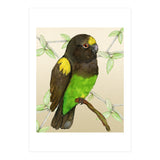 Meyer's parrot watercolor (Print Only) thumbnail