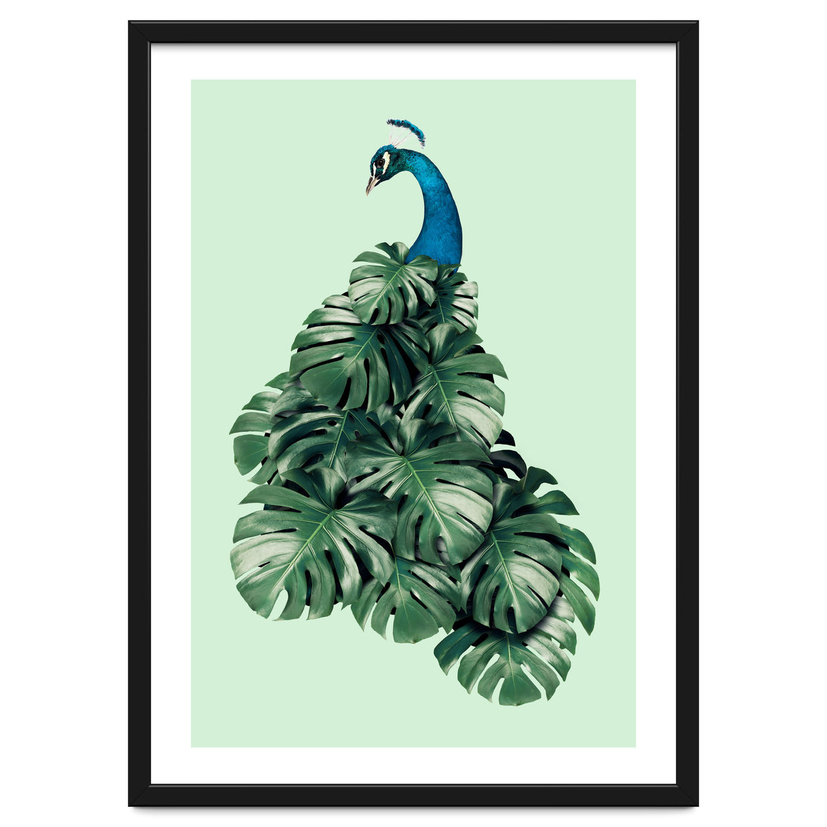 Monstera Bird