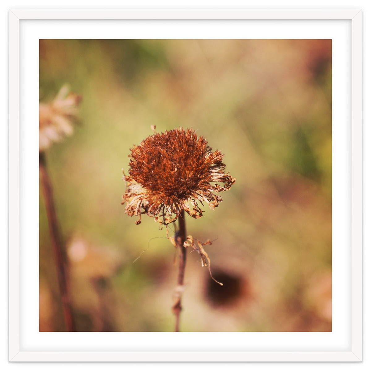 dried daisy