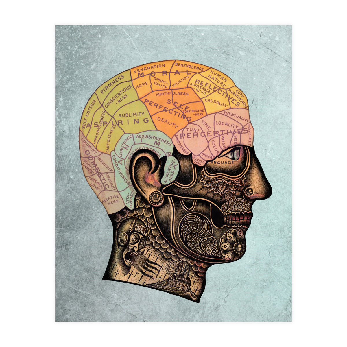Brain Anatomy (Print Only)