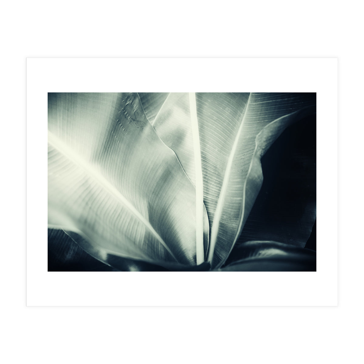 botanical 1 (Print Only)