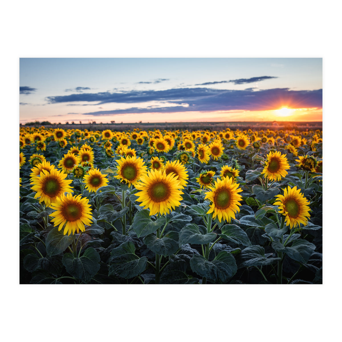 Sunflowersfield (Print Only)