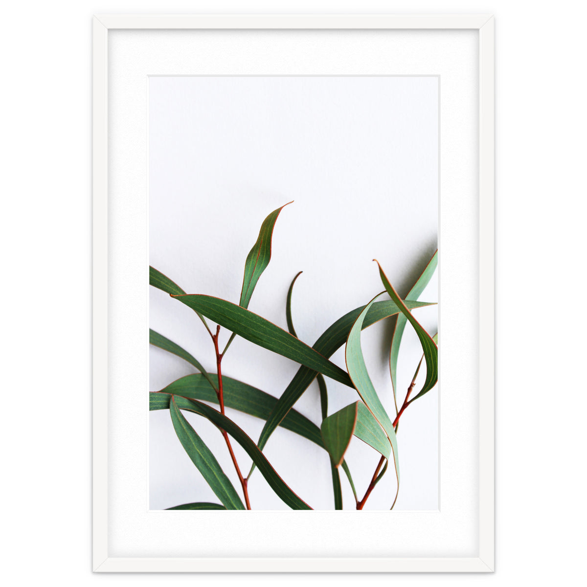 Green Eucalyptus leaves