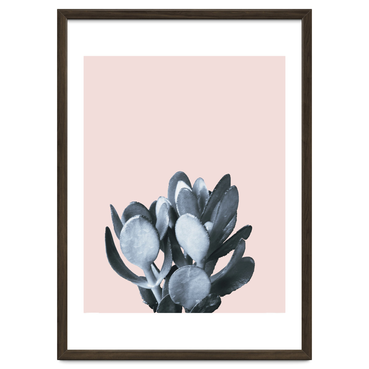 Cactus collection BL-II