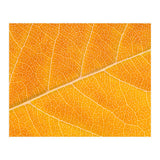 Autumn Leaf (Print Only) thumbnail