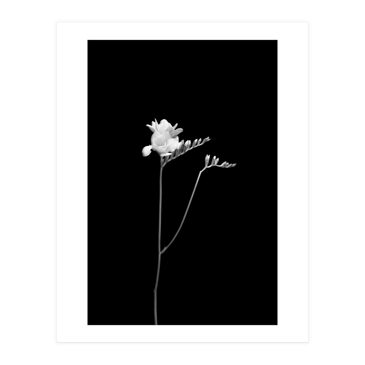 Freesia | dark design  (Print Only)