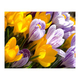 Spring (Print Only) thumbnail