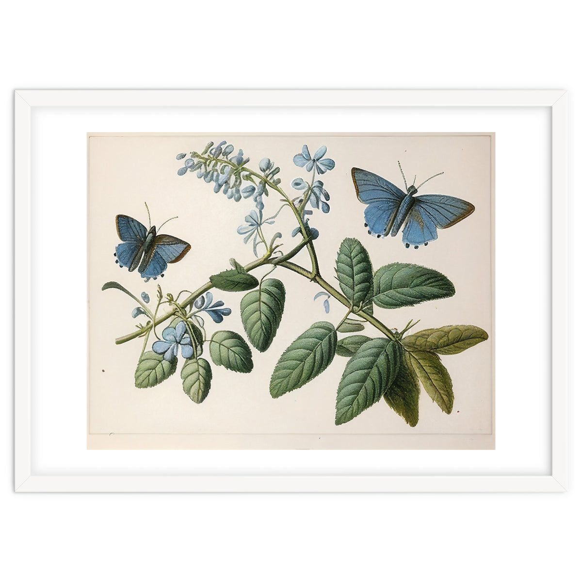 Butterflies Vintage Illustration
