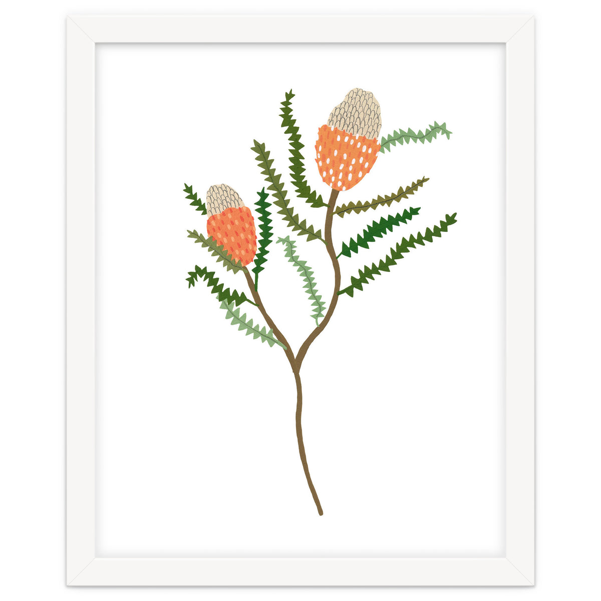 Banksia Flowers