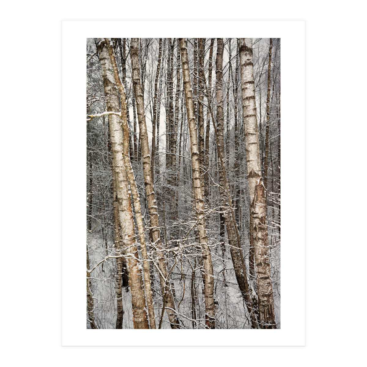Birches (Print Only)