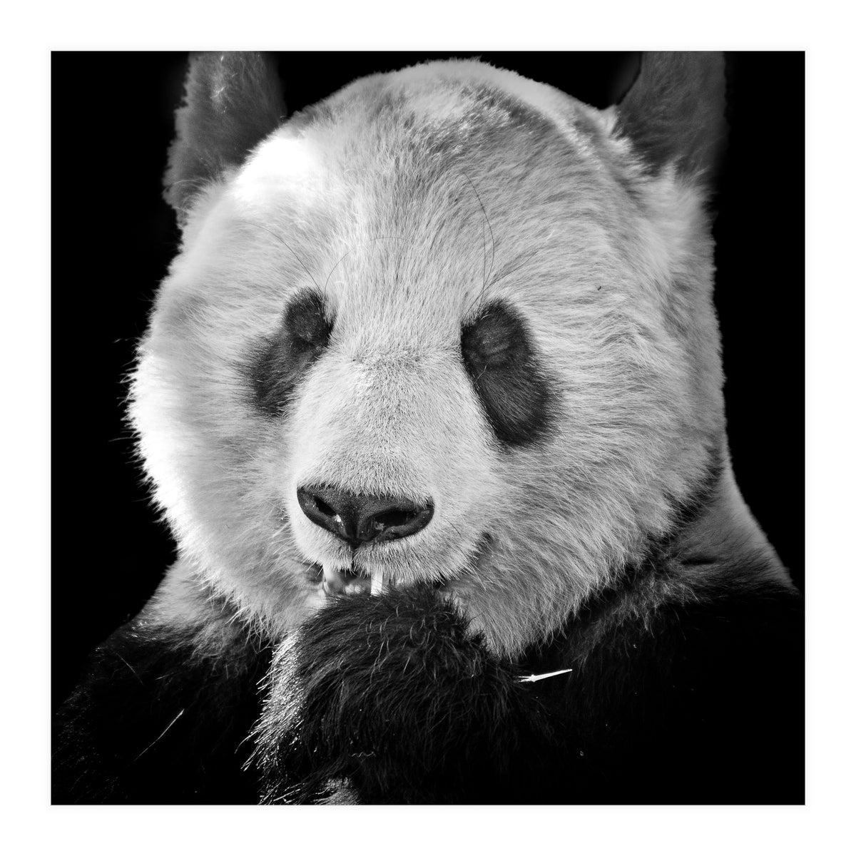 Great Panda (Print Only)