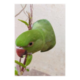 Cute Parrot (Print Only) thumbnail