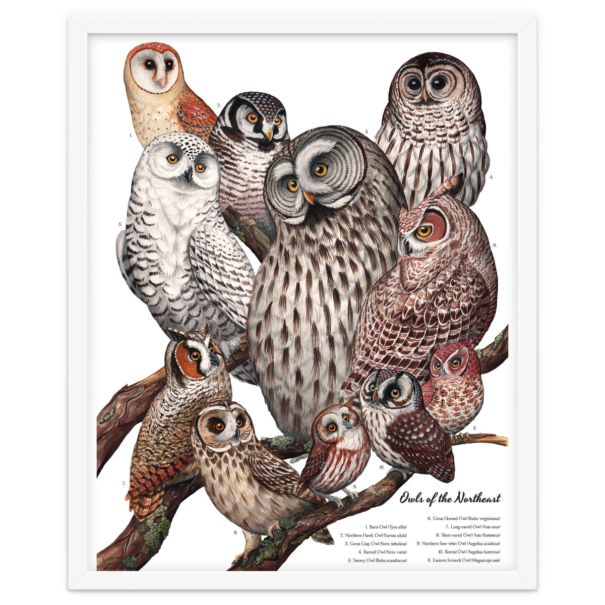 Owls Of The Northeast