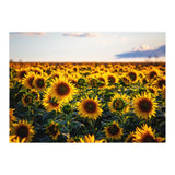 Summer Sunflowers (Print Only) thumbnail