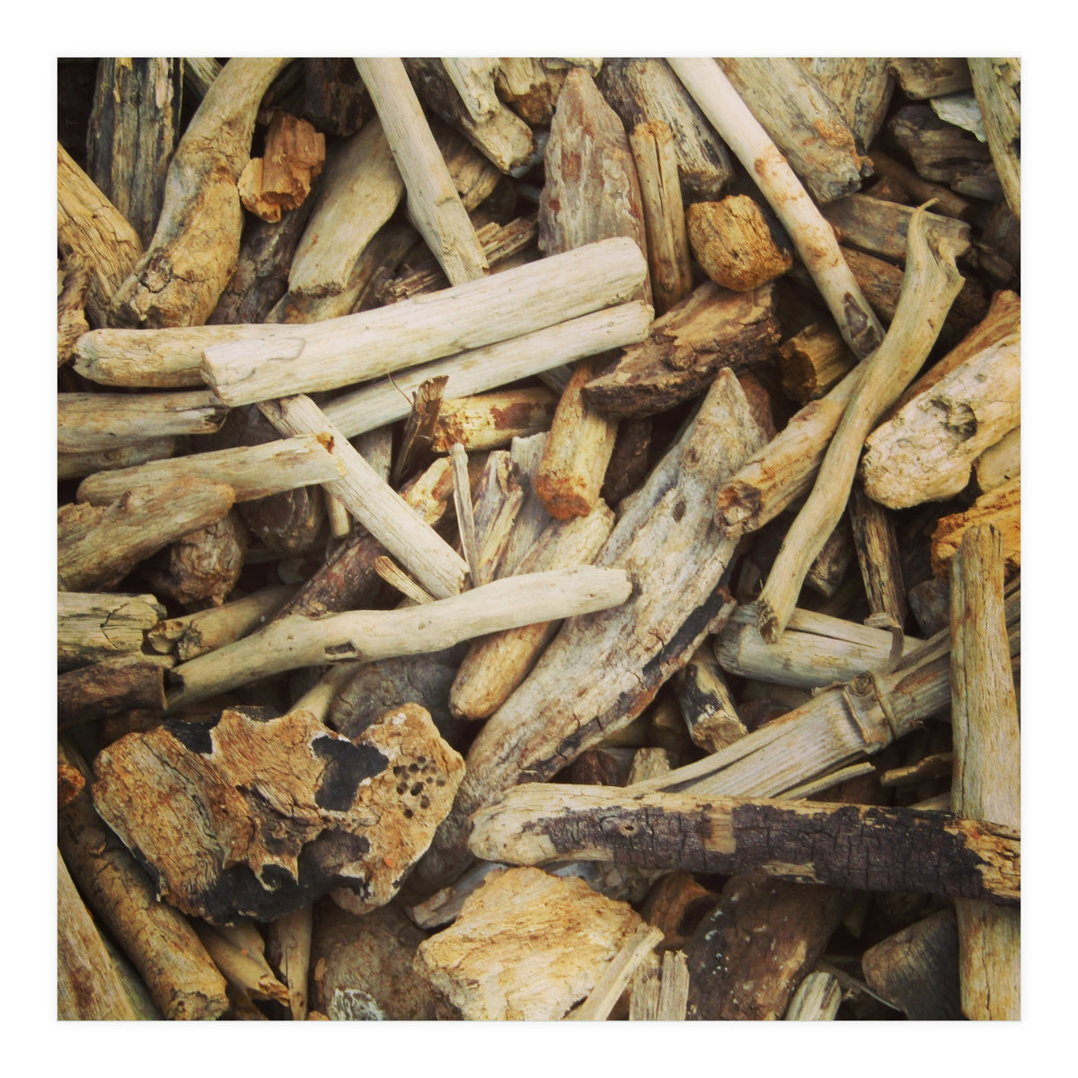 Driftwood (Print Only)