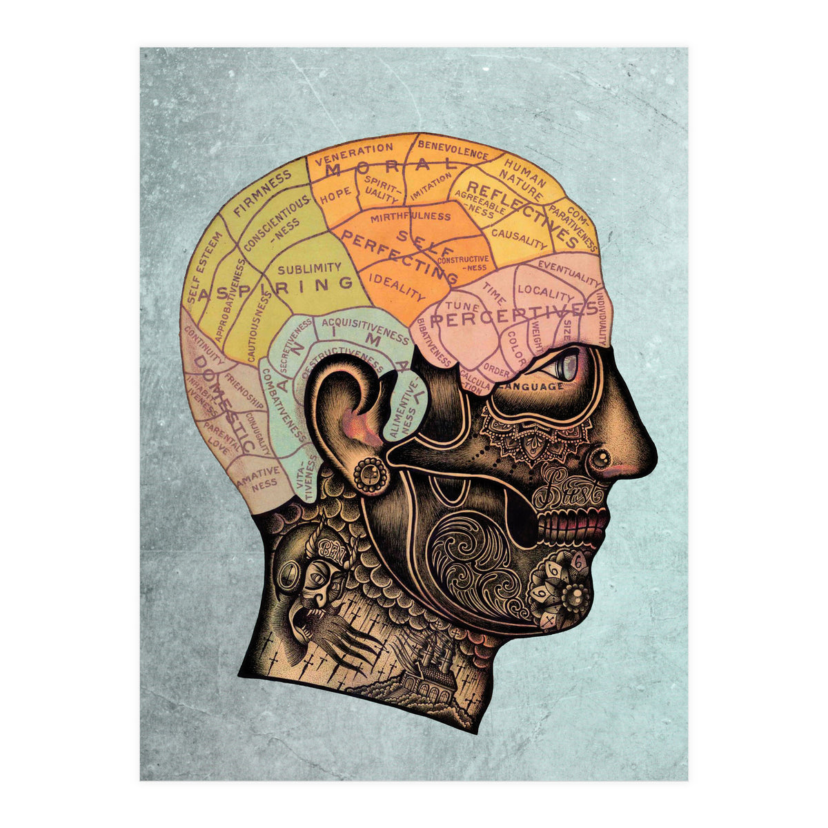 Brain Anatomy (Print Only)