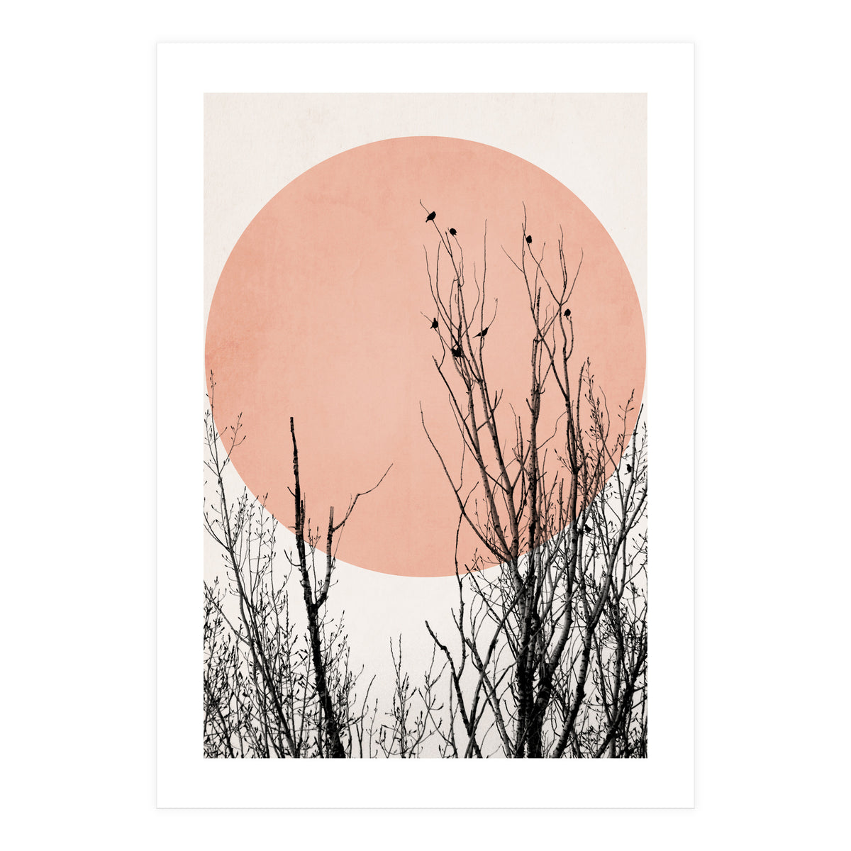 Sunset Dreams Rose (Print Only)