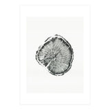 Tree Ring Print, Albion Basin, Utah, Pine Tree Print (Print Only) thumbnail