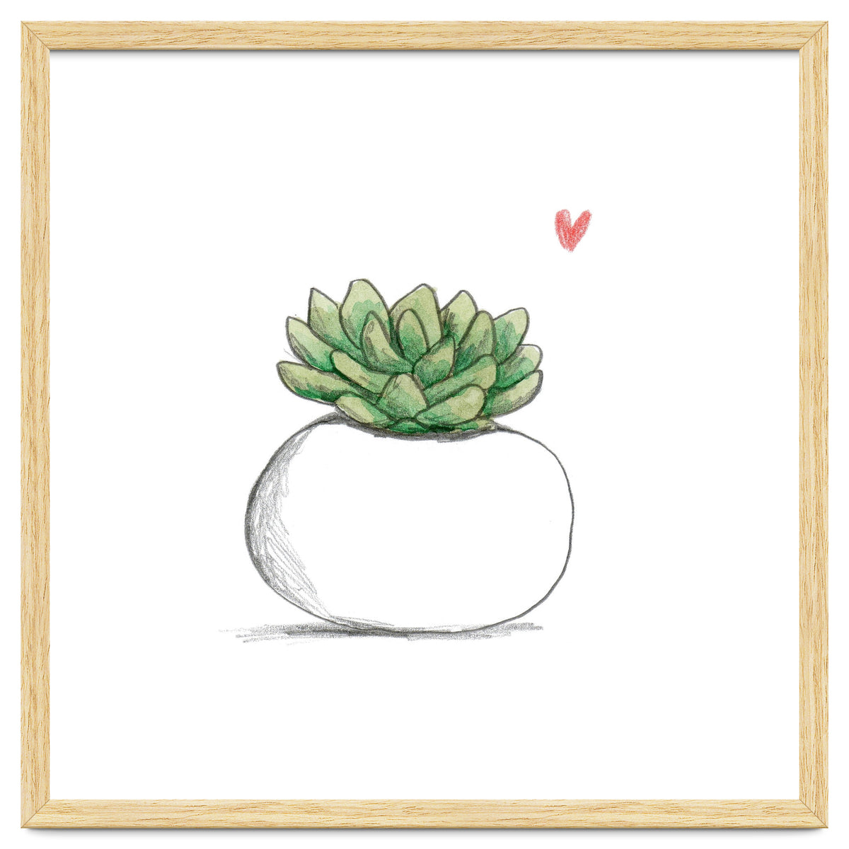 Succulent in Small White Planter