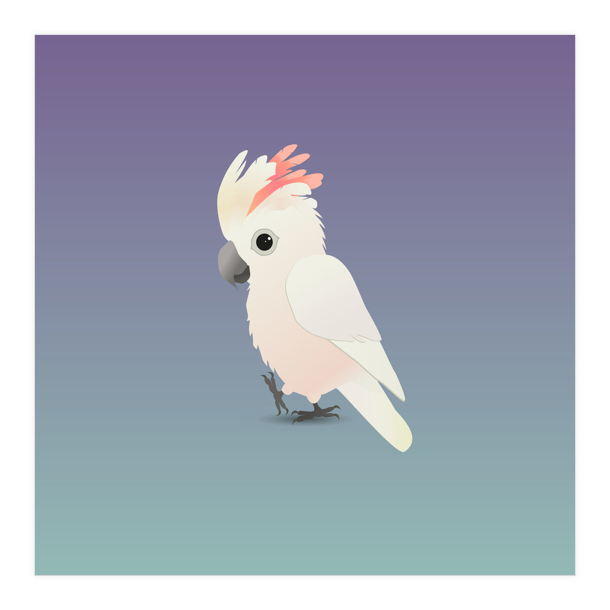 Salmon-crested cockatoo (Print Only)