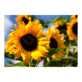Sunflowers (Print Only) thumbnail