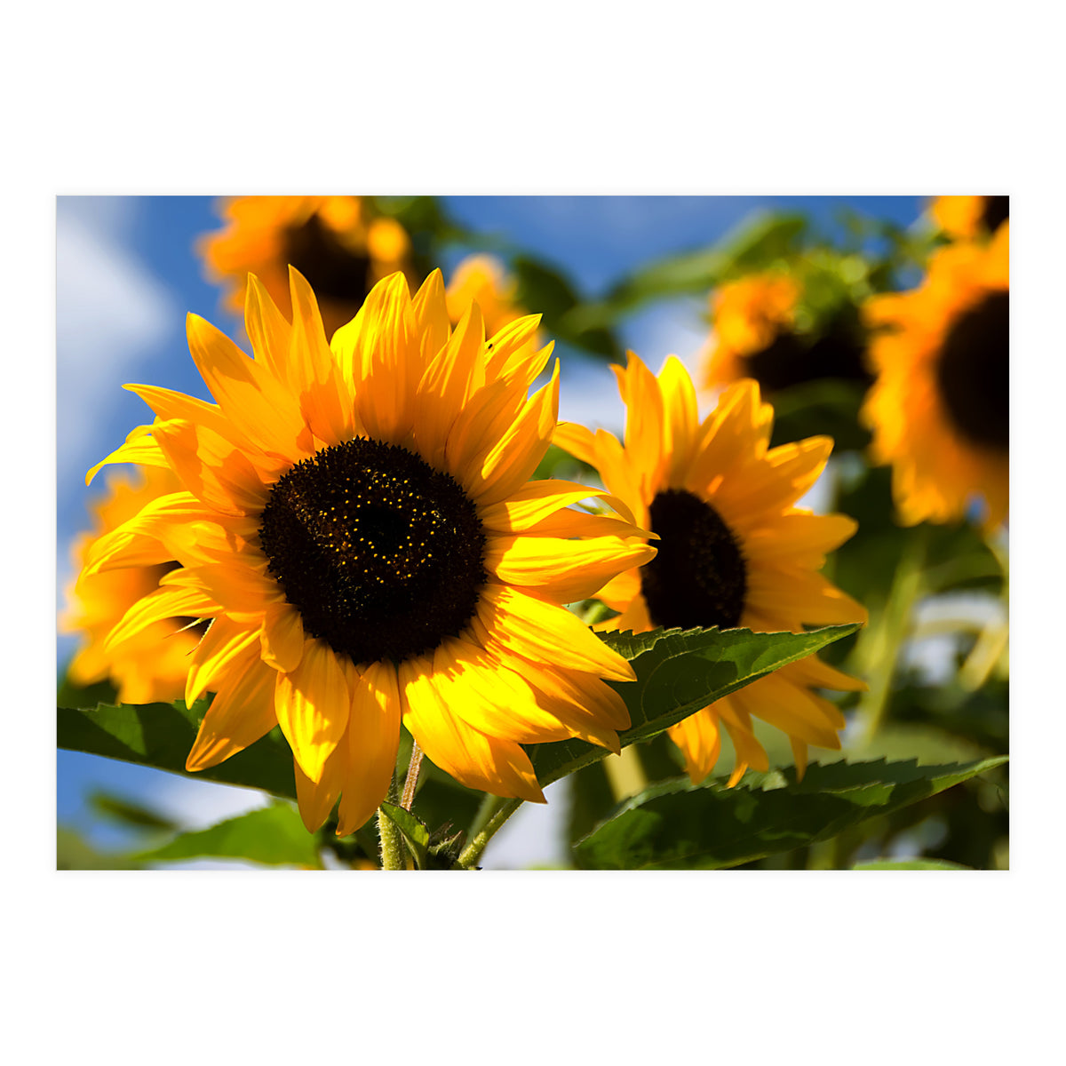 Sunflowers (Print Only)