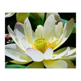 Lotus Flower (Print Only) thumbnail