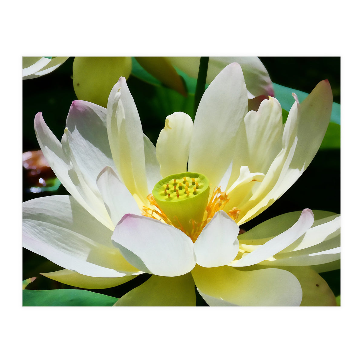 Lotus Flower (Print Only)
