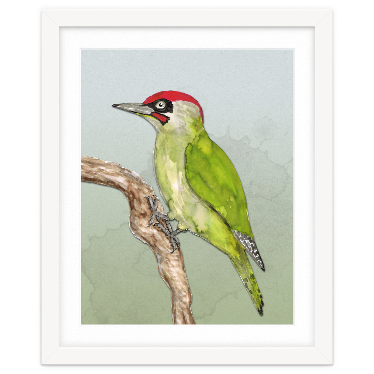 Green woodpecker
