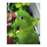 Gazing Parrot (Print Only) thumbnail