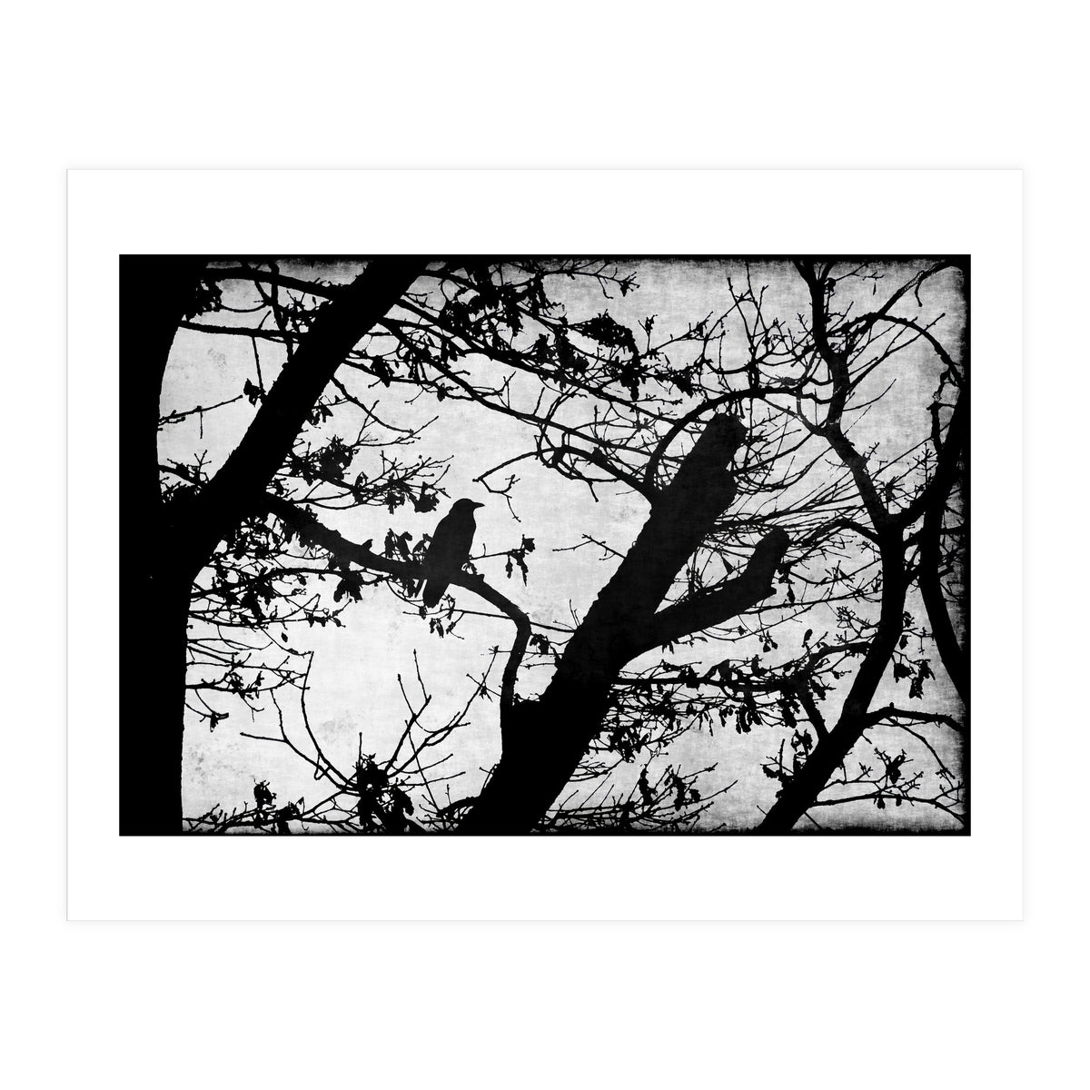 Black raven (Print Only)