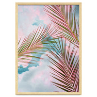 Palms + Sky