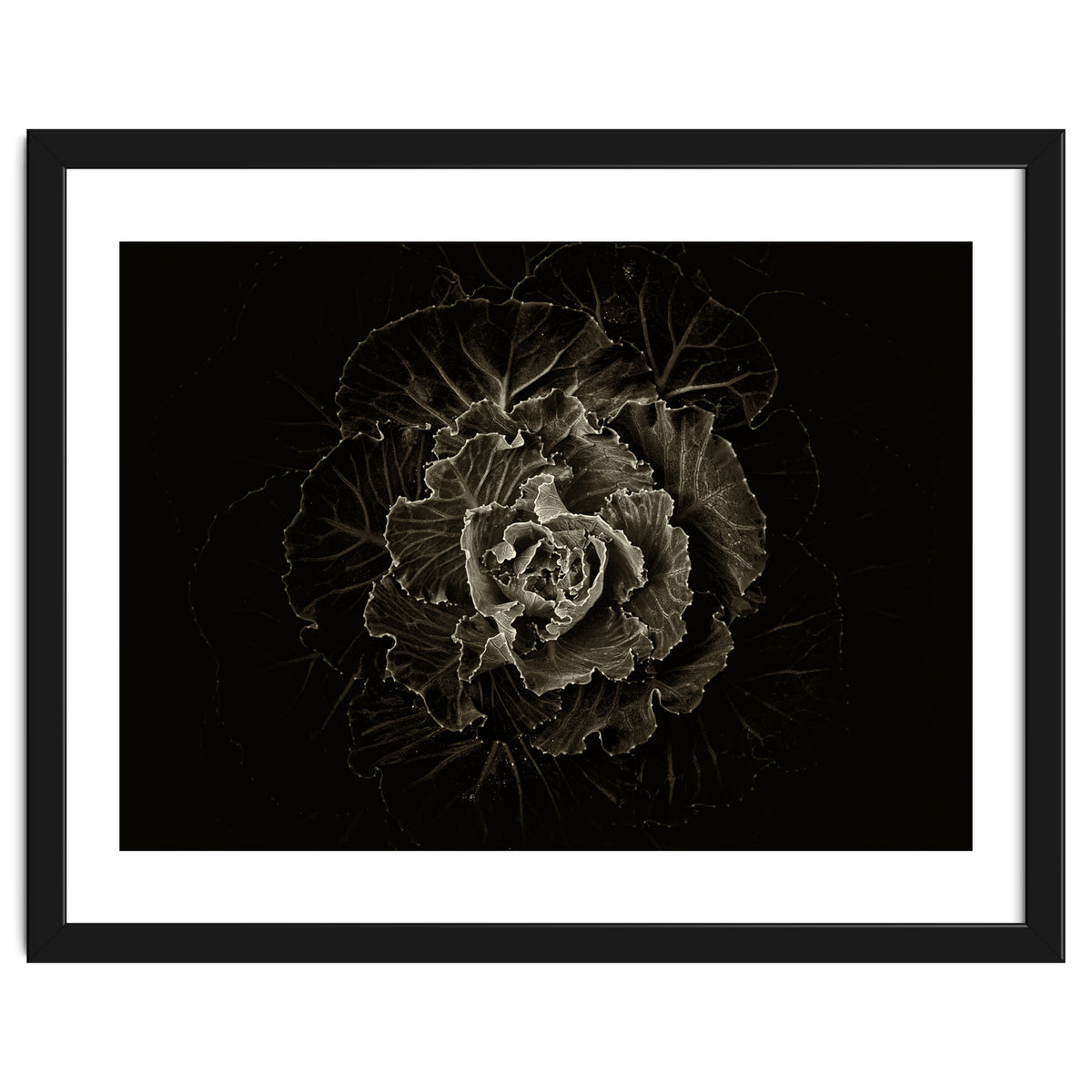 Backyard Flowers No 100 Sepia Version