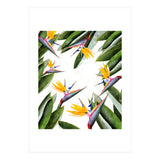 Bird Of Paradise (Print Only) thumbnail