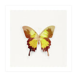 Tropical Butterfly (Print Only) thumbnail