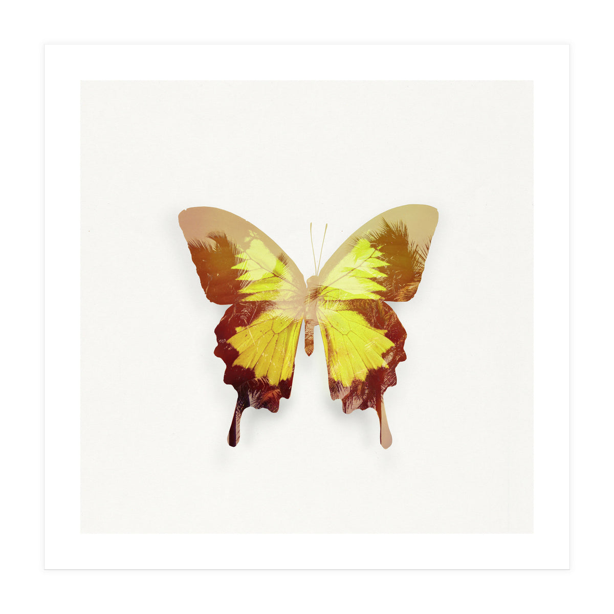 Tropical Butterfly (Print Only)