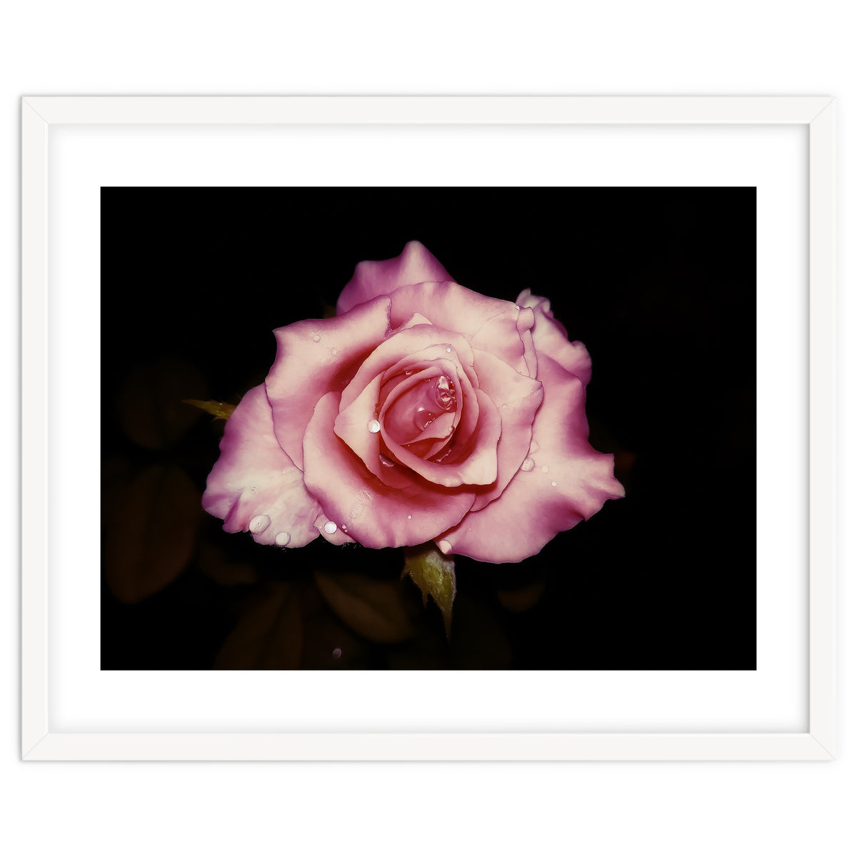 Satin Rose