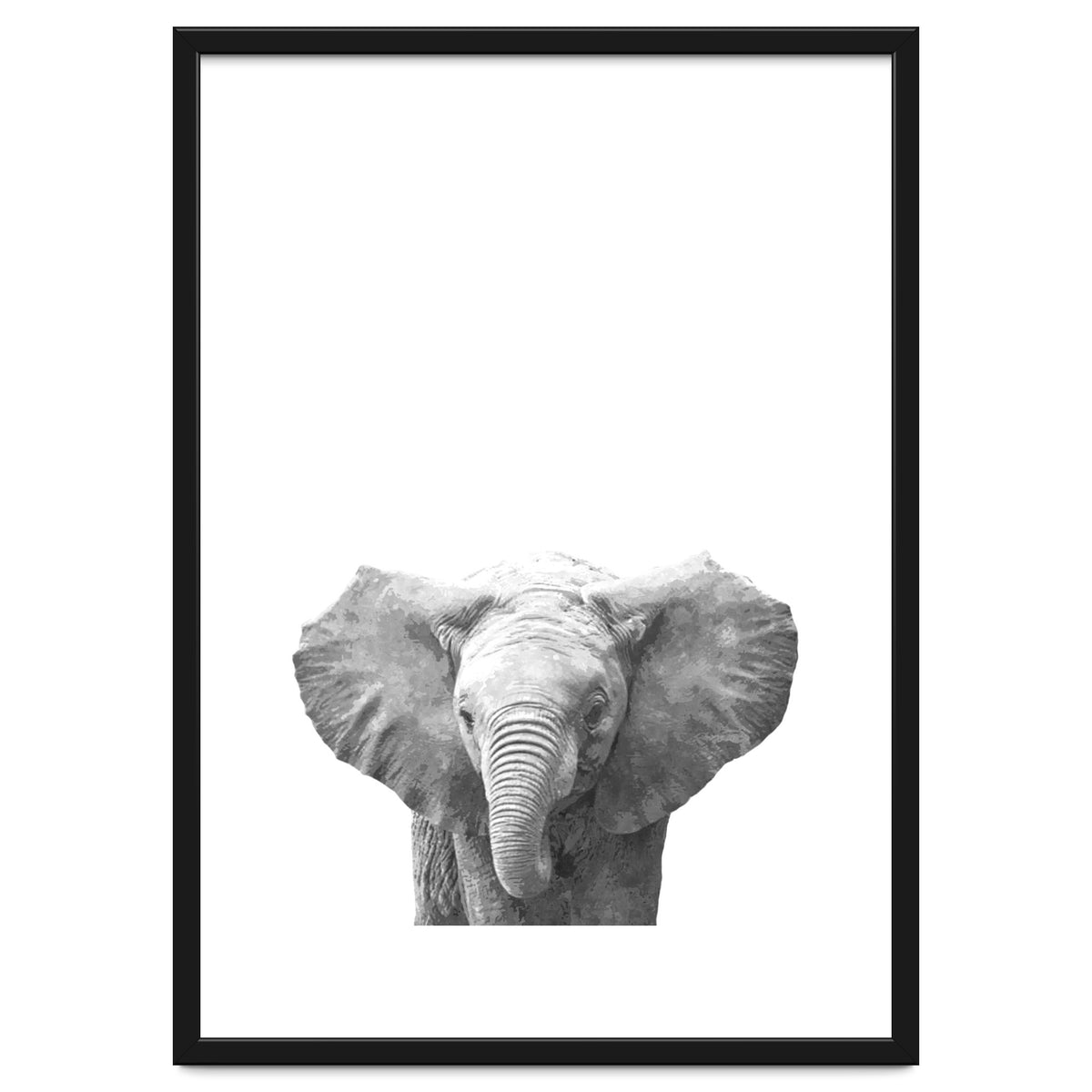 Black and White Baby Elephant