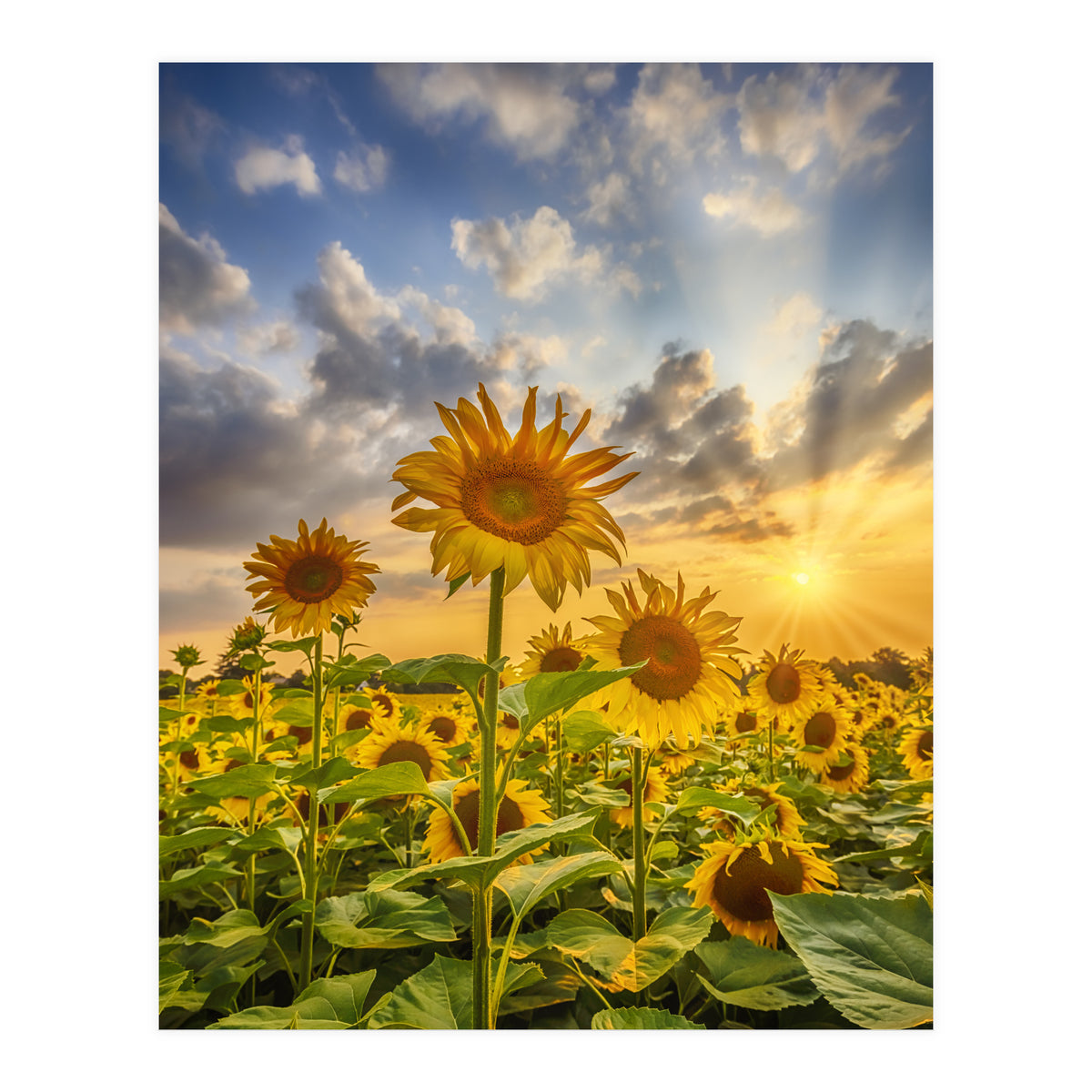 Sunset with beautiful sunflowers (Print Only)