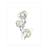 Cotton (Print Only) thumbnail
