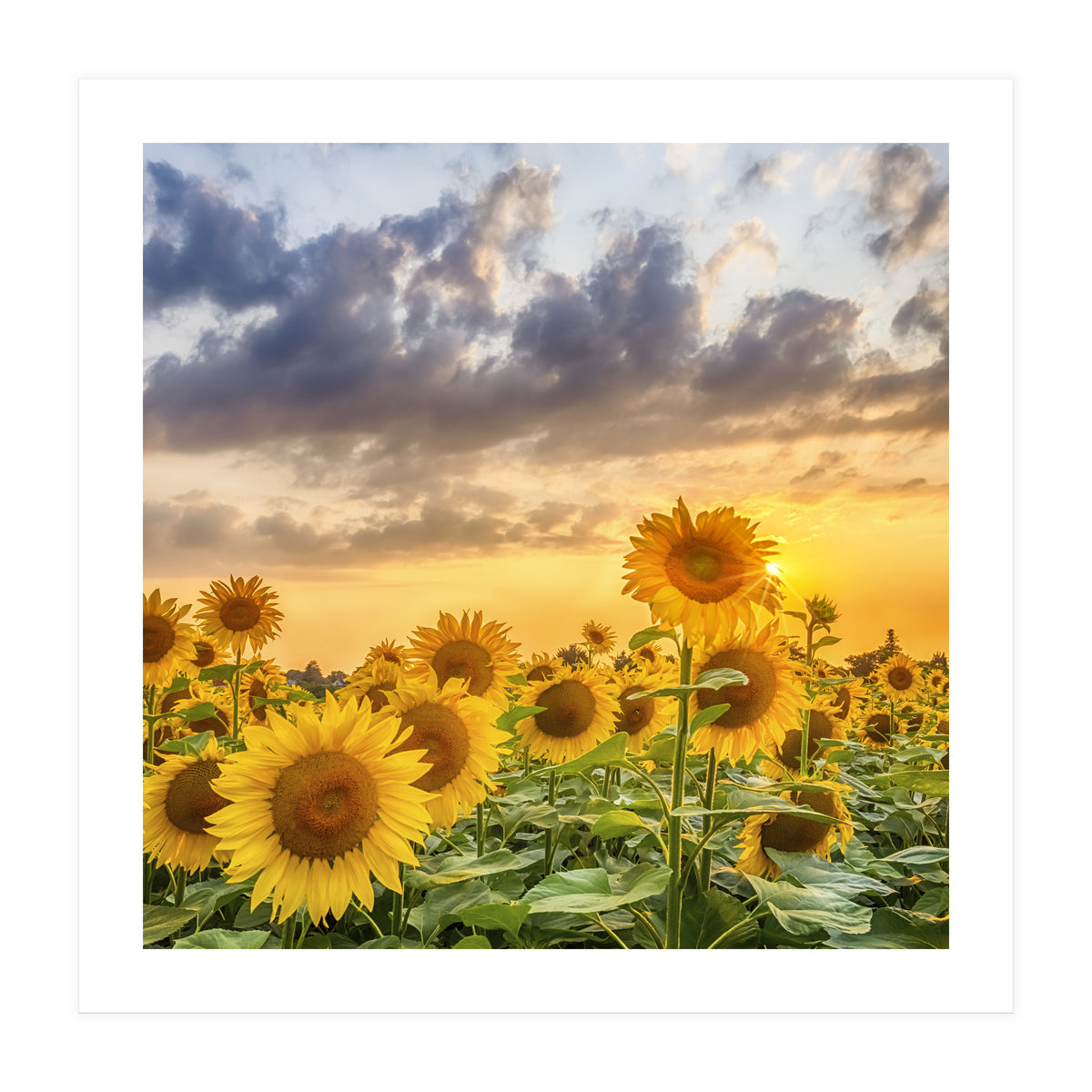 Sunflowers in sunset (Print Only)