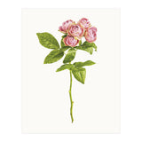 Cc Roses 04 (Print Only) thumbnail