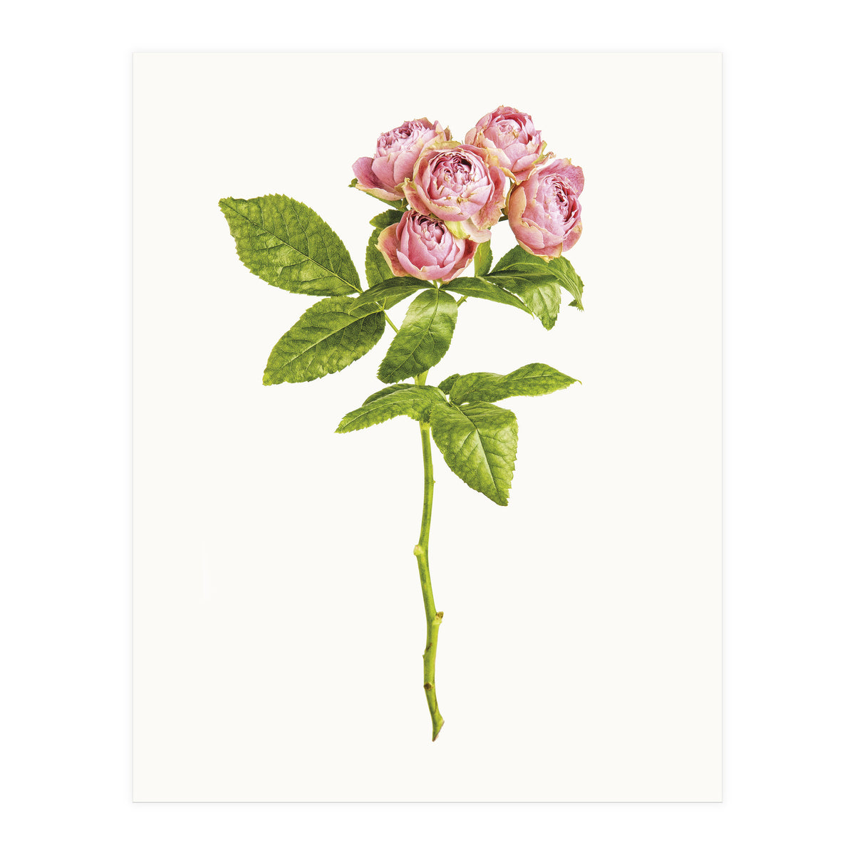 Cc Roses 04 (Print Only)