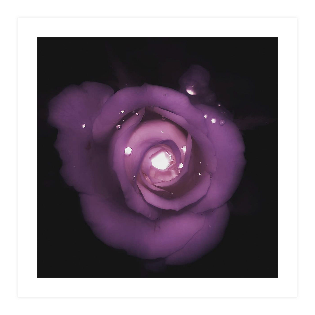 Glittering Rose (Print Only)