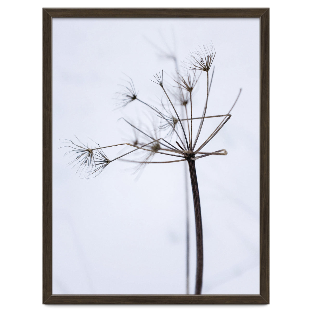 Wildflower in Winter